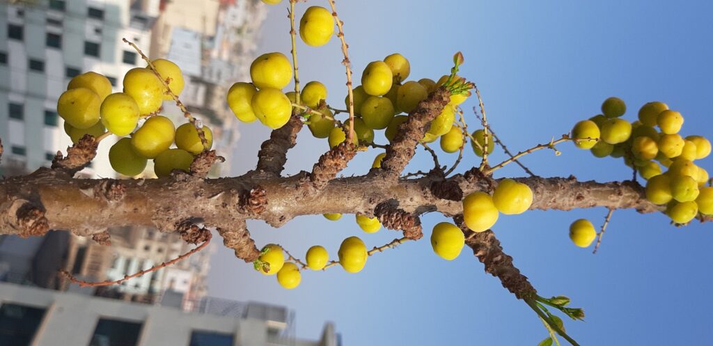 Star Gooseberry tree, also known as Phyllanthus acidus, is a tropical fruit tree native to Southeast Asia and India. This small, bushy tree can reach up to 25 feet in height and produces small, round, yellow-green fruit with a tangy and slightly sour flavor. The fruit is commonly used in Indian and Southeast Asian cuisine, either eaten raw or cooked in various dishes. The tree is also valued for its medicinal properties, with the leaves, bark, and roots used in traditional medicine to treat a variety of ailments. In addition to its practical uses, the Star Gooseberry tree is also admired for its attractive foliage and small, star-shaped flowers.