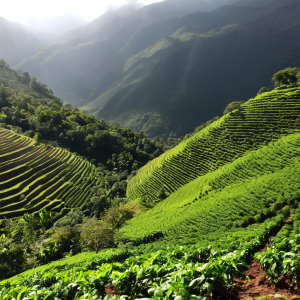 Yirgacheffe Coffee from Ethiopia