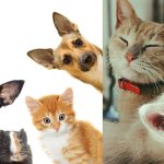 petcare supplies