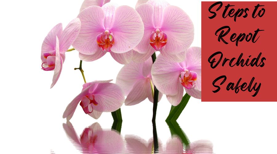 Steps to Repot Orchids Safely