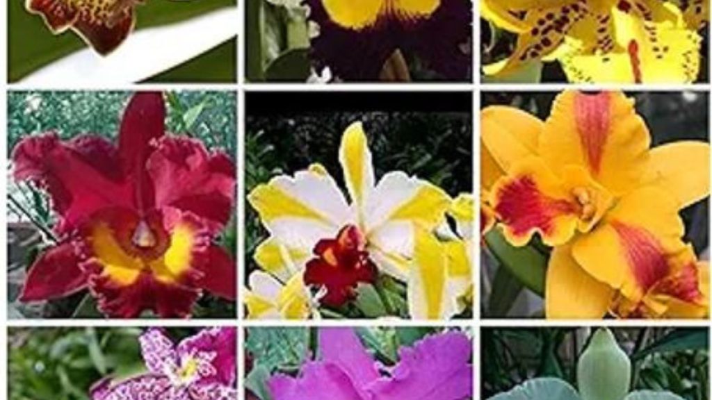Where to buy an orchid gift