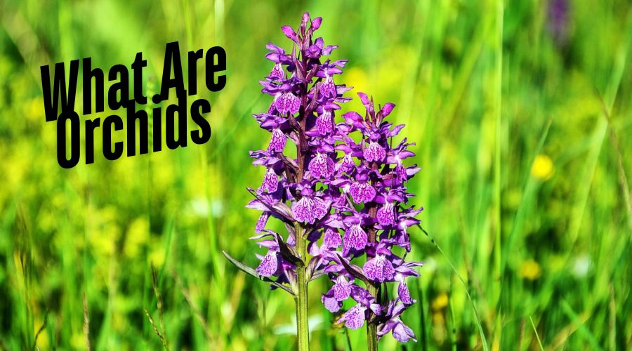 what are orchid plants?