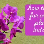 how to care for orchid plants