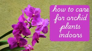 how to care for orchid plants