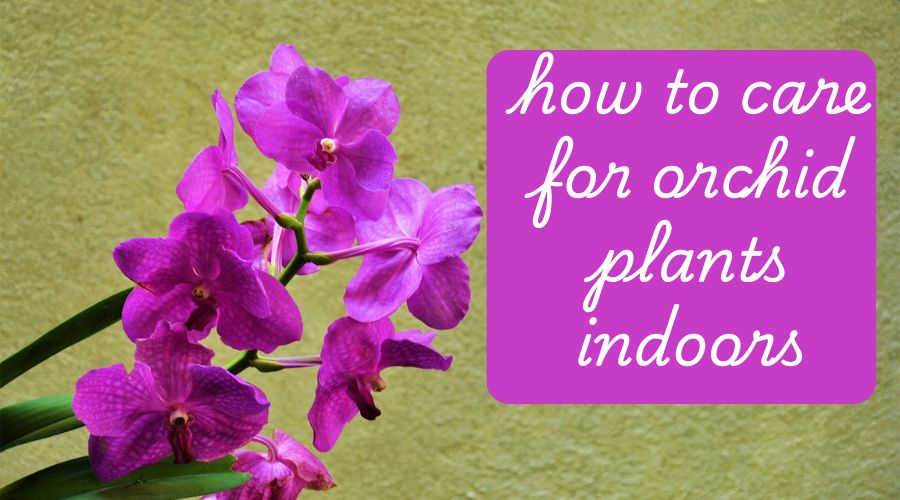 how to care for orchid plants