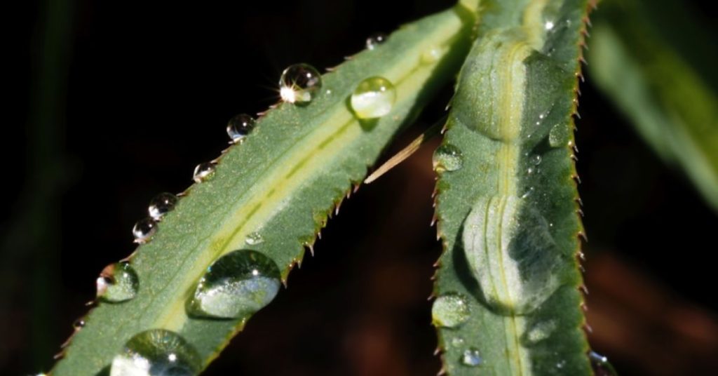 Best Germination Conditions