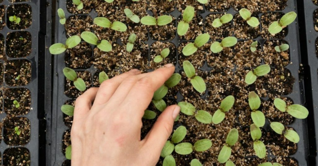 Common Mistakes to Avoid During Seed Germination