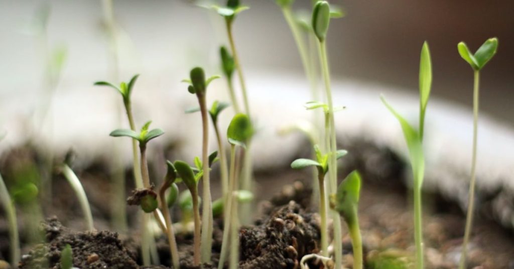How to Germinate Flower Seeds | Step-by-Step for Strong, Healthy Sprouts