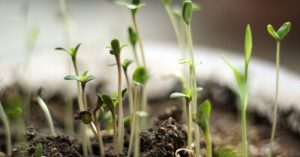 How to Germinate Flower Seeds