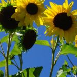 How to Plant a Sunflower Seedling