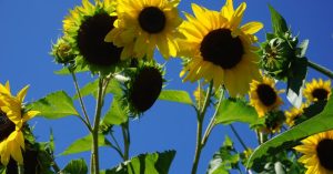 How to Plant a Sunflower Seedling