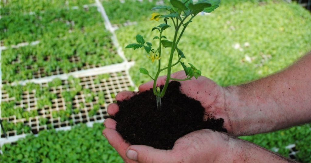 Why It’s Important to Plant Sunflower Seedlings Correctly